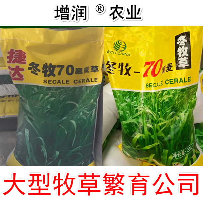 增潤(rùn)黑麥草種子包郵 特高冬牧70養(yǎng)殖多年生一年生黑麥草