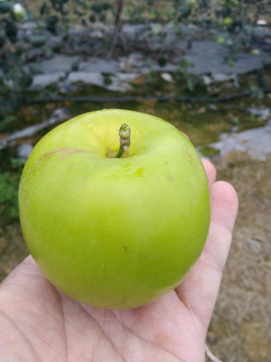 臺灣蘋果棗 臺灣雪蜜棗 苗批發(fā)