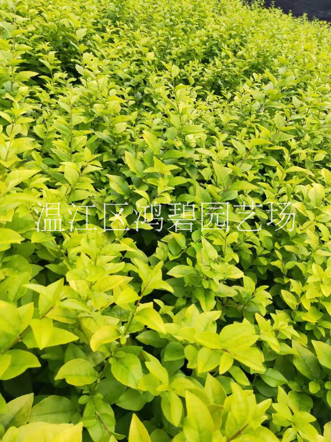 金禾女貞種植基地-金禾女貞批發(fā)價(jià)格【溫江區(qū)鴻碧園藝場(chǎng)】