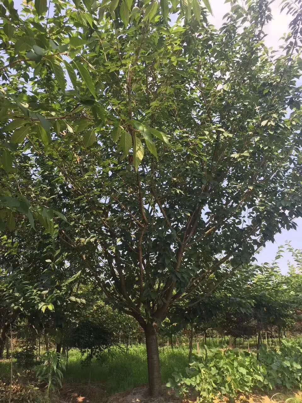 贛州櫻花種植基地批發(fā)價(jià)-櫻花供應(yīng)商報(bào)價(jià)多少-櫻花多少錢一棵-櫻花哪里有賣的