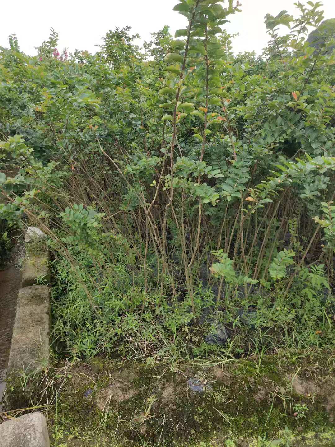 廣西批發(fā)紫薇樹苗價格_紫薇樹多少錢一棵