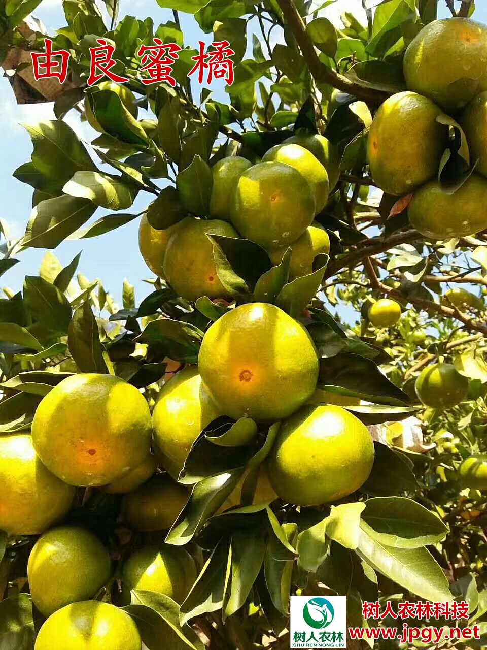 由良柑橘苗報價  由良柑橘苗供應 由良柑橘苗報價 由良苗