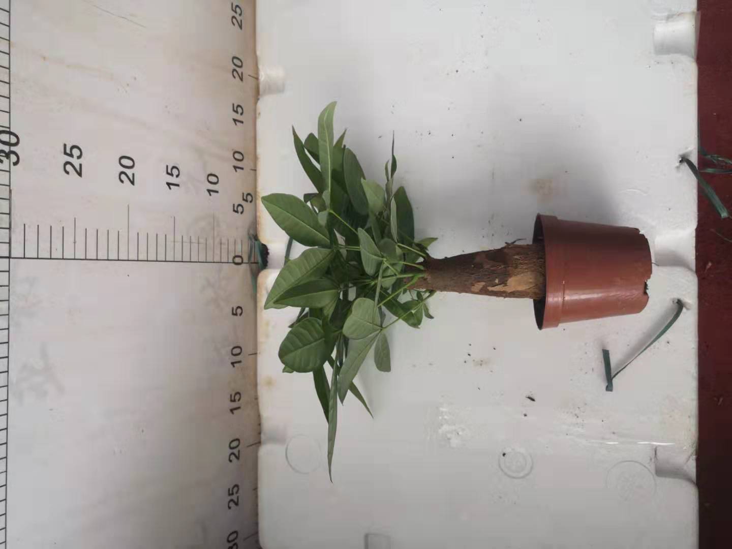 發(fā)財樹100#迷你盆栽小綠植辦公室室內(nèi)植物桌面擺放懶人盆栽