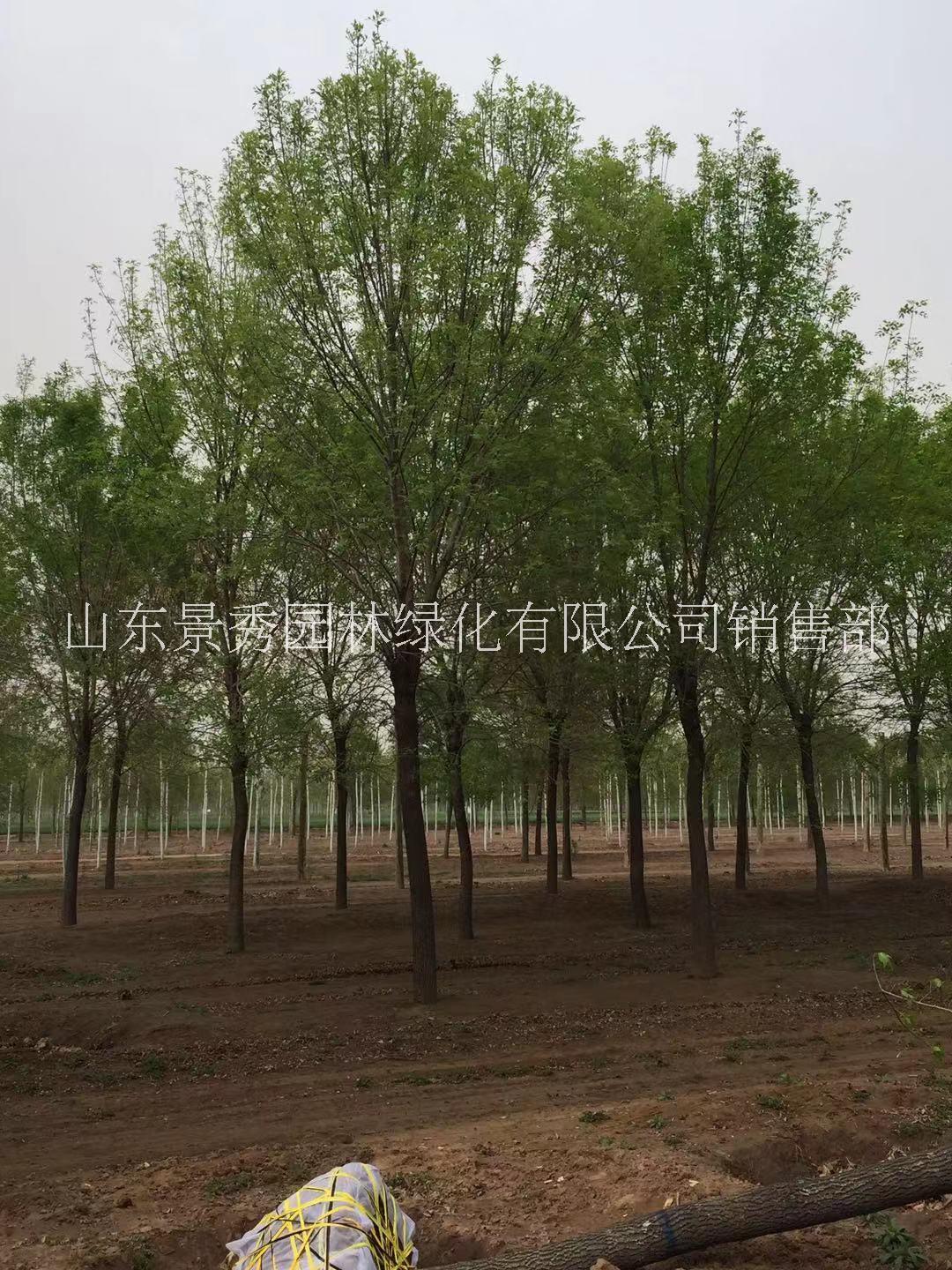 山東批發(fā)白蠟樹(shù)價(jià)格_白蠟樹(shù)種植基地