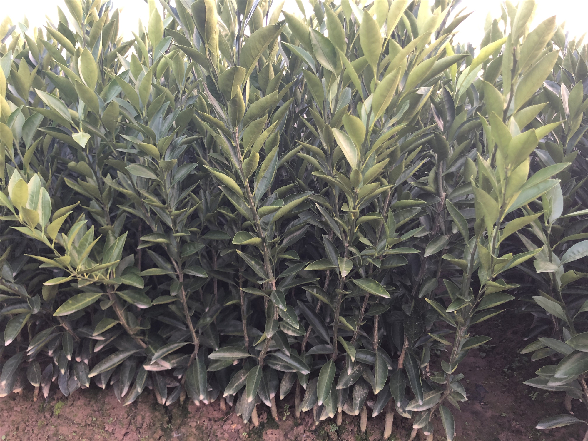 晚熟8號血橙苗供應(yīng) 晚熟8號血橙苗