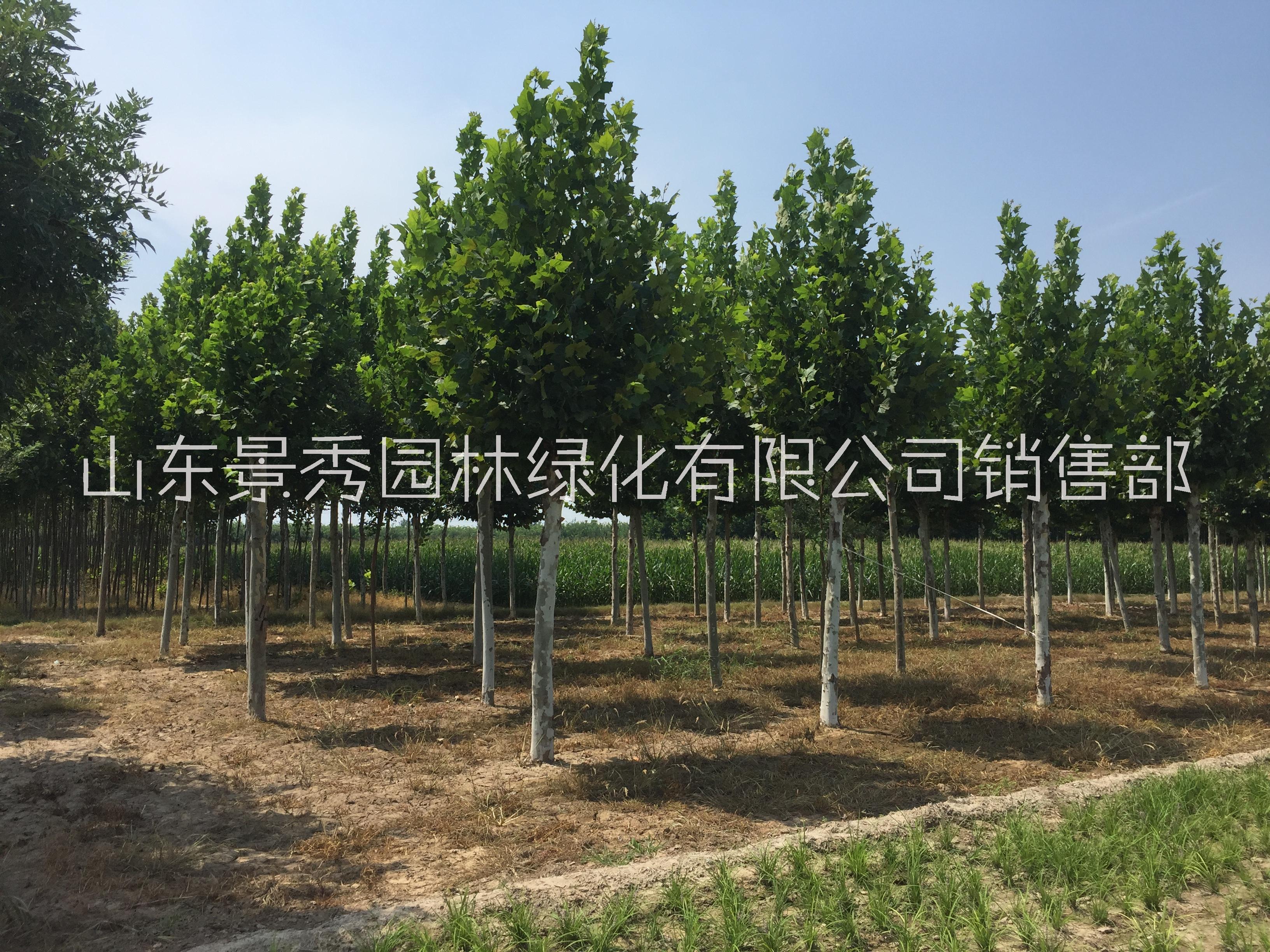 法桐15公分價格