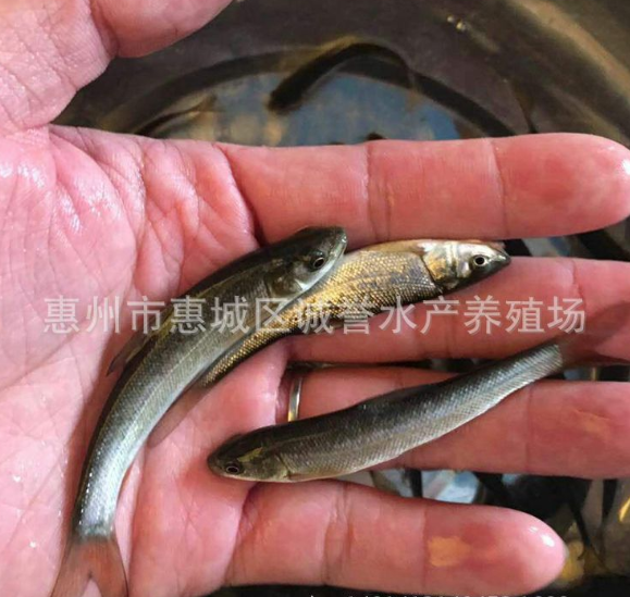 廣東銀鱈魚苗養(yǎng)殖-批發(fā)-養(yǎng)殖   歡迎來電