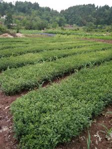 江西柑橘奶苗基地-江西柑橘奶苗批發(fā)價格【四川傾田農(nóng)業(yè)開發(fā)有限公司】