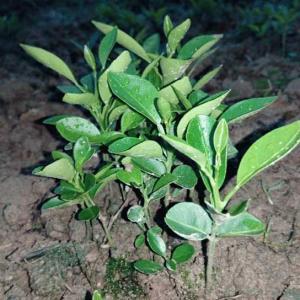 江西柑橘奶苗基地-江西柑橘奶苗批發(fā)價格【四川傾田農(nóng)業(yè)開發(fā)有限公司】