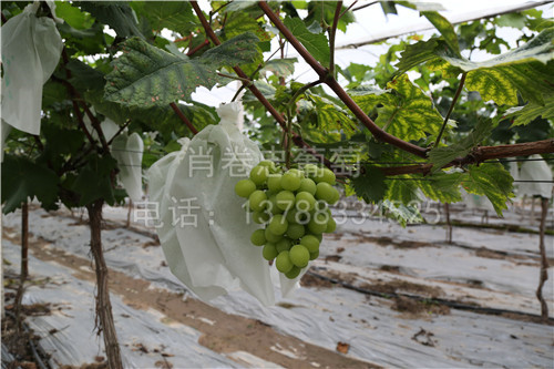 廣西陽光玫瑰葡萄