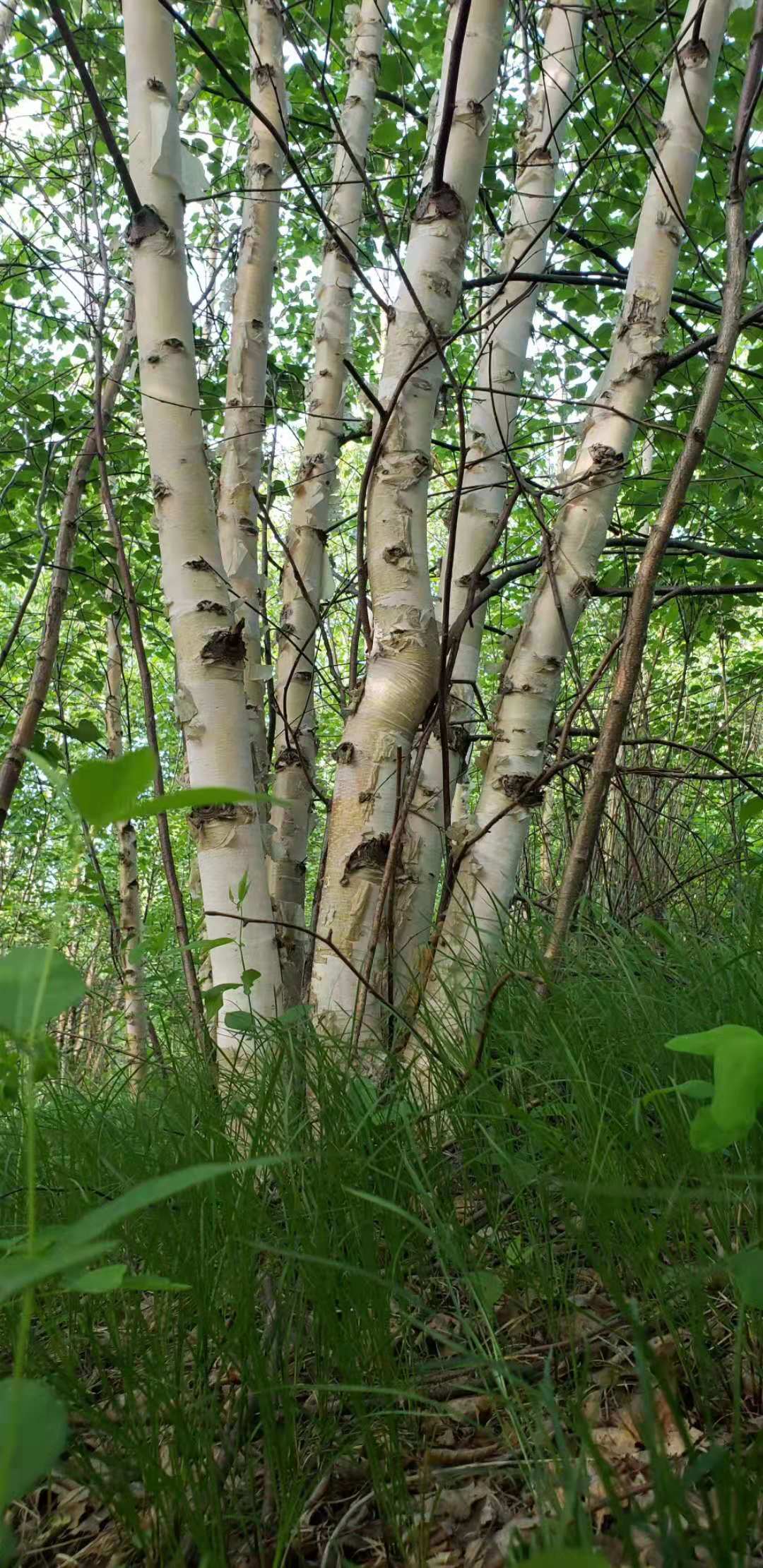 河北叢生白樺種植技術，河北叢生白樺供應商，河北叢生白樺苗木基地