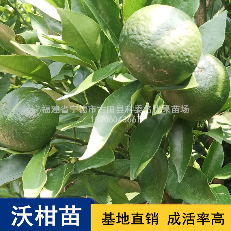長(zhǎng)期供應(yīng)沃柑苗種植基地，福建優(yōu)質(zhì)沃柑苗批發(fā)價(jià)，寧德專(zhuān)業(yè)培育沃柑苗基地直銷(xiāo)