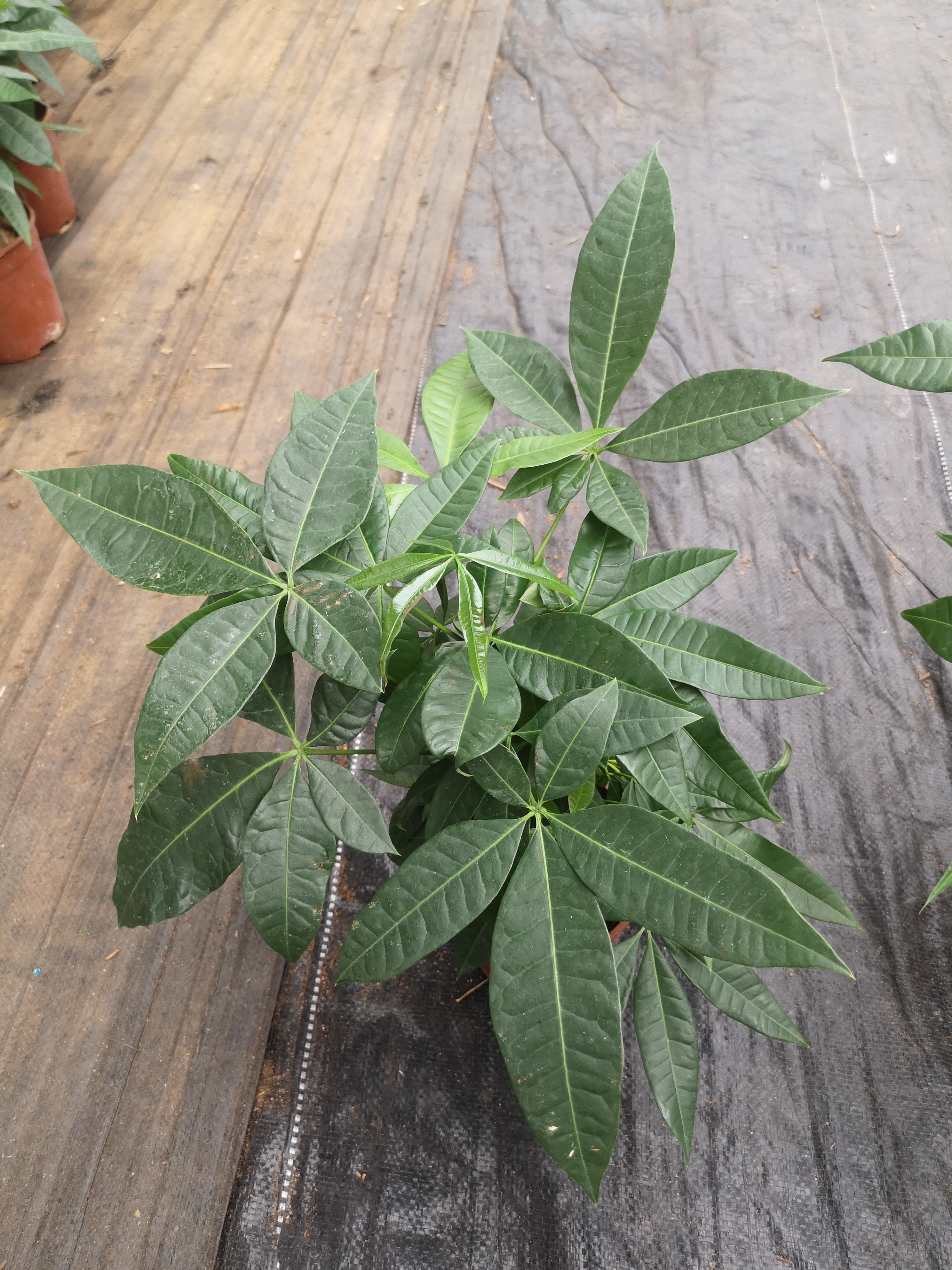 發(fā)財(cái)樹140#B級(jí)懶人植物室內(nèi)擺放綠植好養(yǎng)活凈化空氣質(zhì)量迷你盆栽