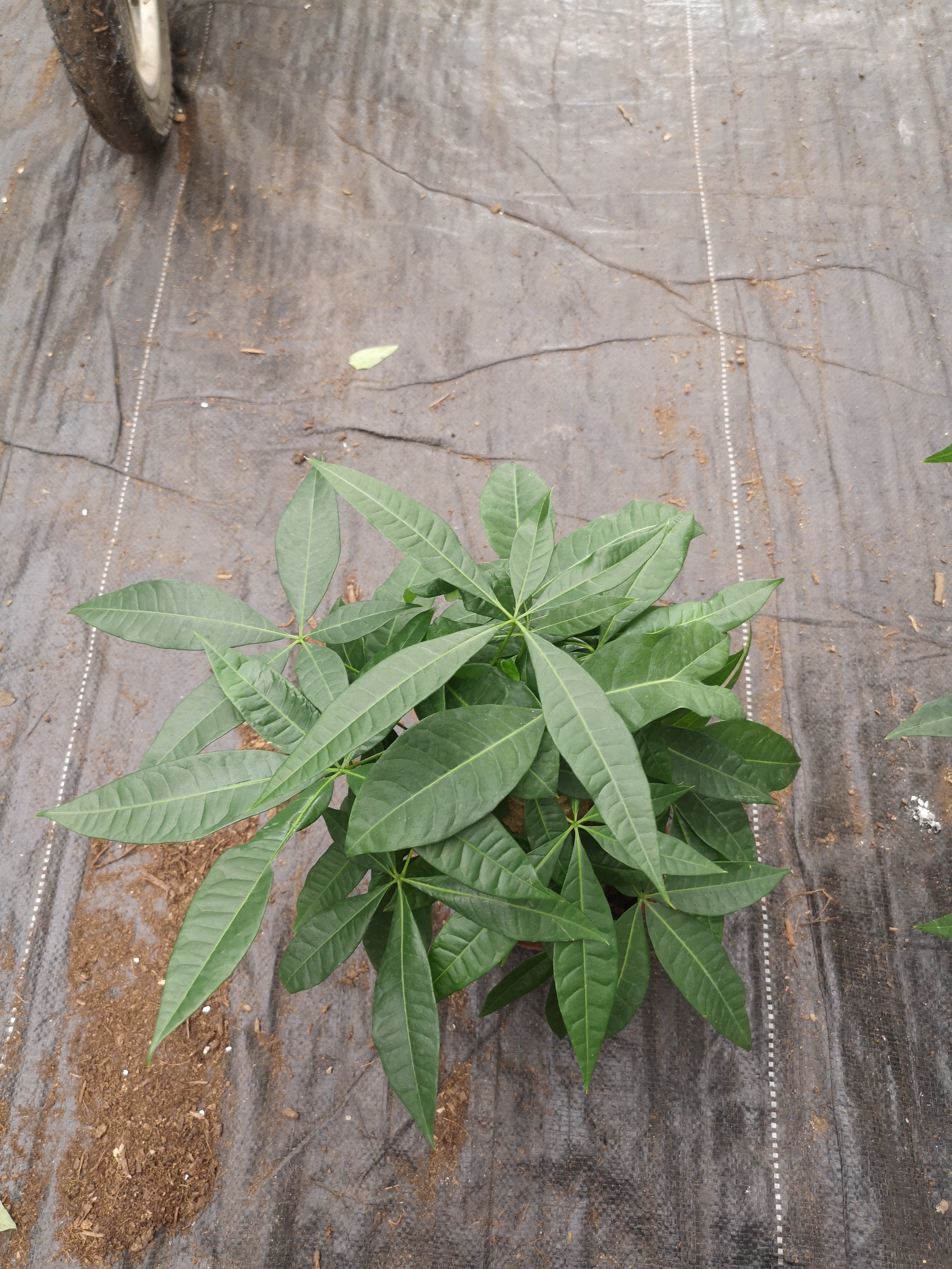 發(fā)財(cái)樹140#B級(jí)懶人植物室內(nèi)擺放綠植好養(yǎng)活凈化空氣質(zhì)量迷你盆栽