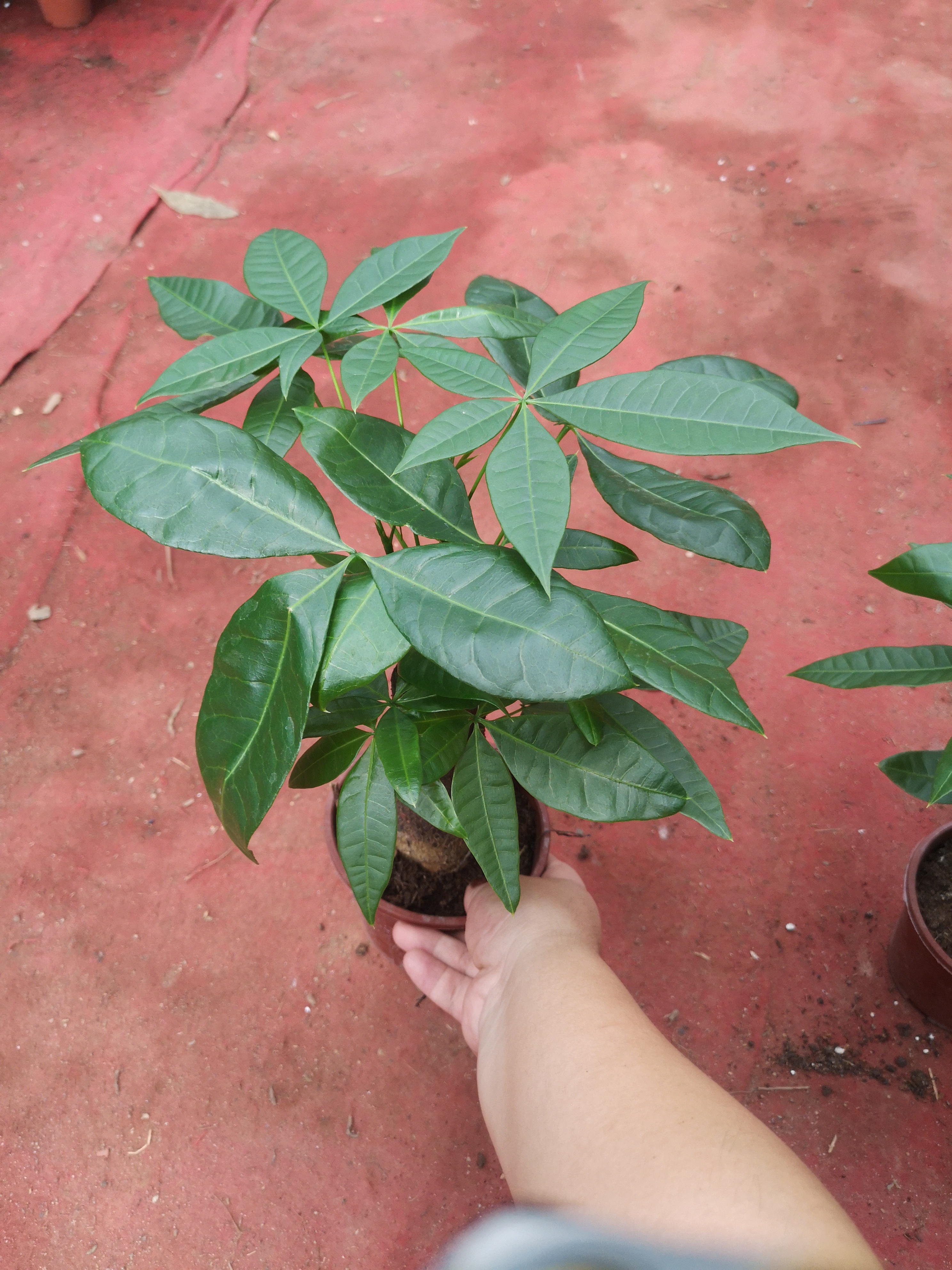 發(fā)財(cái)樹120#B級(jí)懶人植物室內(nèi)擺放好養(yǎng)活凈化空氣迷你盆栽綠植