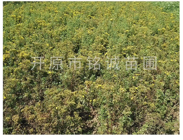 遼寧金老梅基地-遼寧金老梅批發(fā)價(jià)格-【開(kāi)原市銘誠(chéng)苗圃】