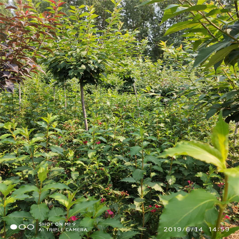 山東紅王子錦帶基地暢購無憂好貨價低