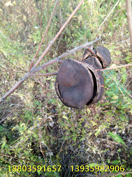 山西文冠果樹苗多少錢一棵文冠果樹苗哪里有，種植文冠果樹苗前景如何 文冠果樹苗當年結果文冠果