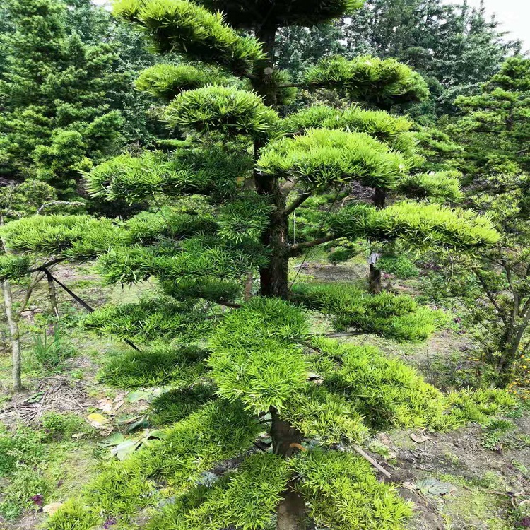 成都羅漢松種植基地-【成都華成園藝場】