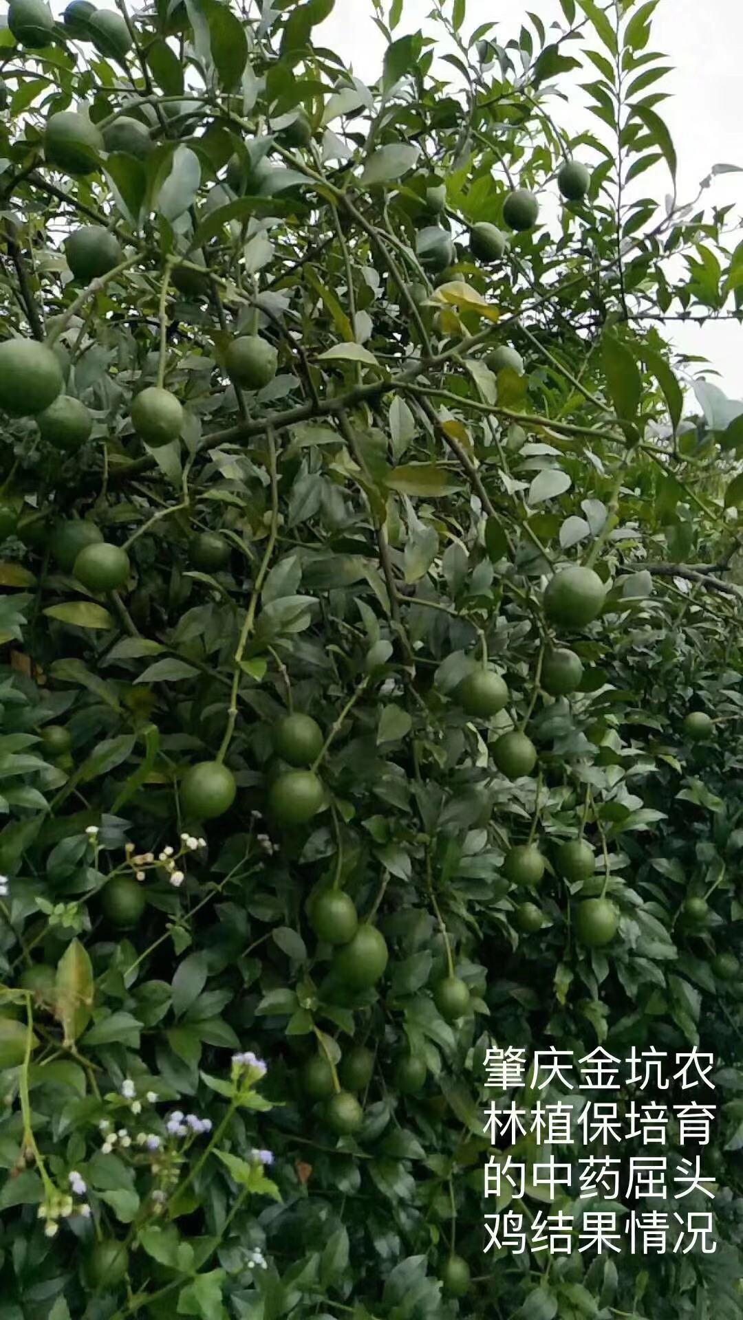 肇慶屈頭雞苗苗場(chǎng)-大量供應(yīng)屈頭雞苗-專業(yè)種植屈頭雞苗批發(fā)/批發(fā)價(jià)格