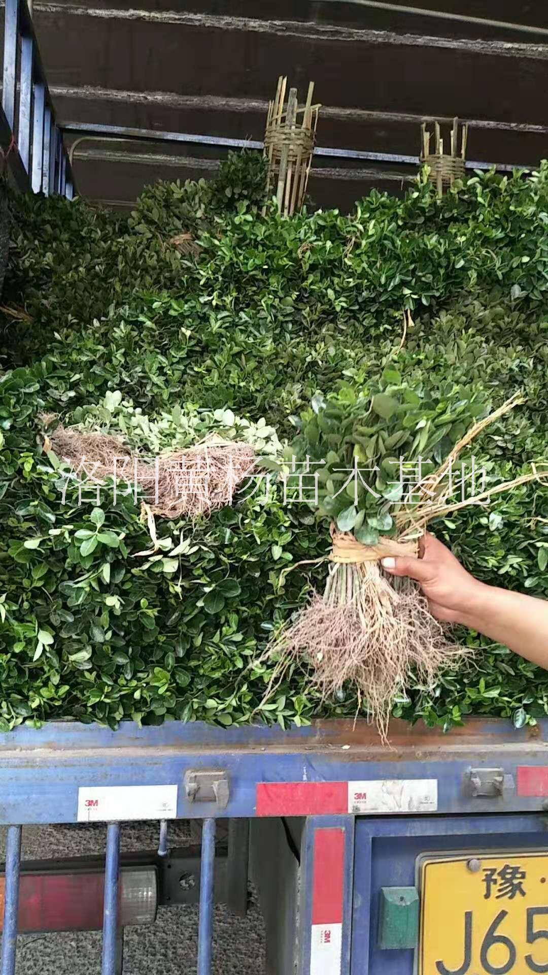 專業(yè)種植黃楊扦插苗基地-開封市黃楊苗種植基地-批發(fā)黃楊苗