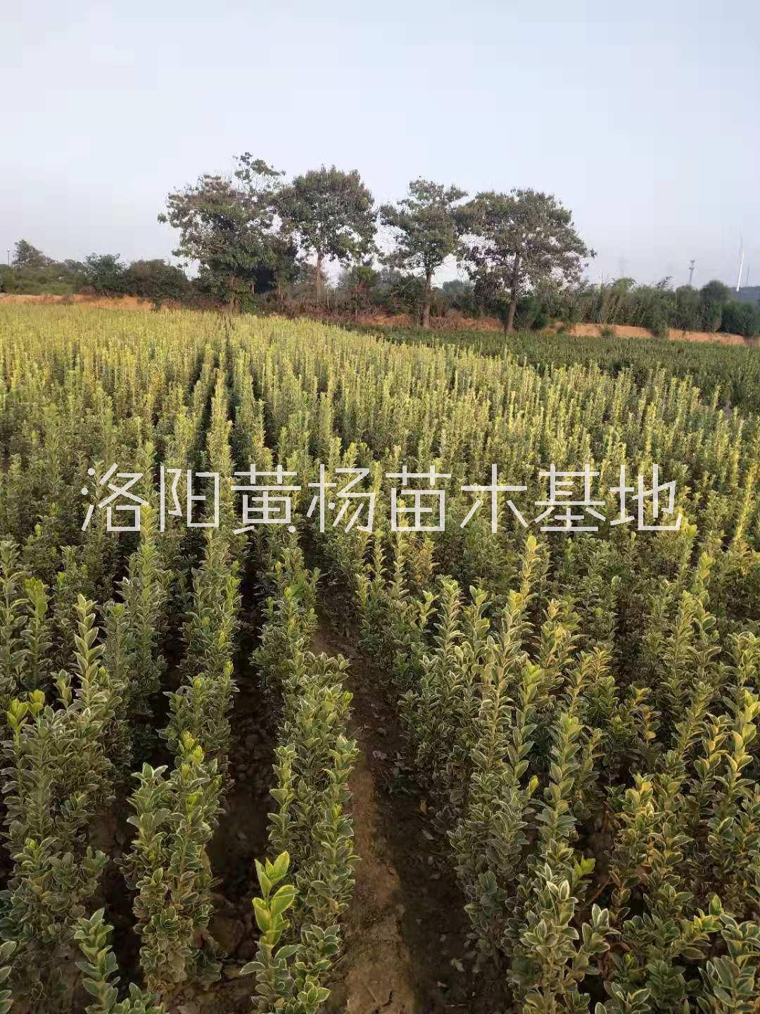 洛陽(yáng)市金邊黃楊苗價(jià)格-河南金邊黃楊苗批發(fā)-洛陽(yáng)苗木場(chǎng)