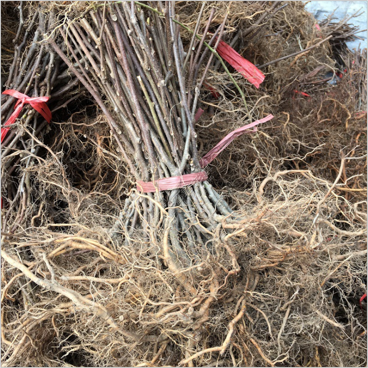 四川中華*獼猴苗廠家-供應(yīng)商-批發(fā)