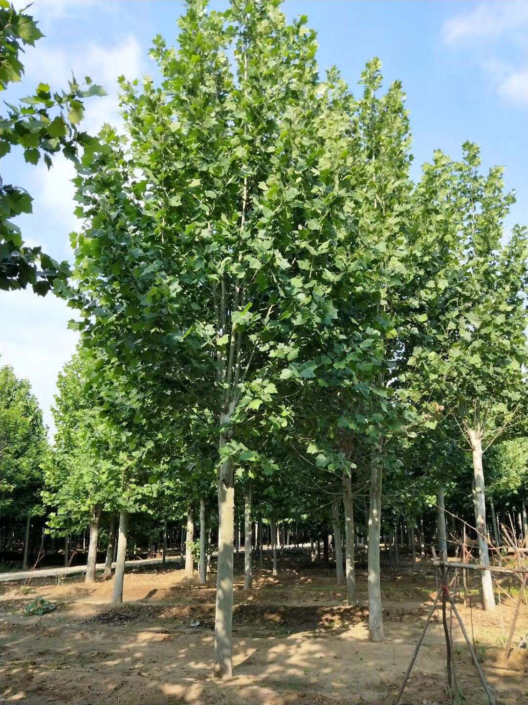 山東10公分法桐苗木基地價(jià)格