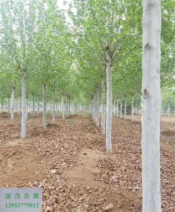 李營20公分二年冠法桐\三年冠20公分法桐