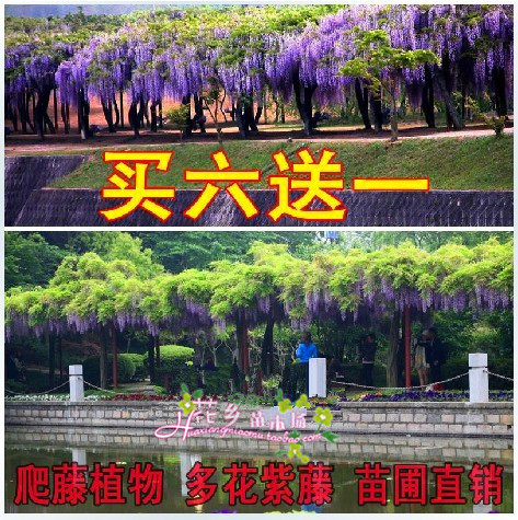 紫藤花培育