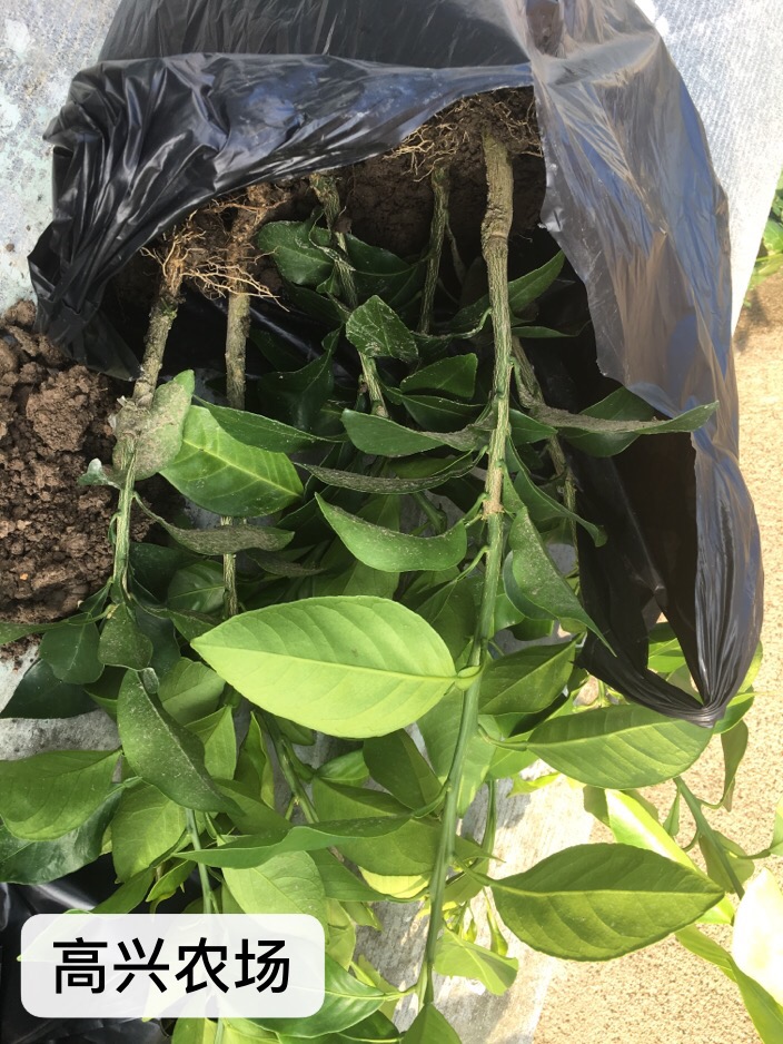 優(yōu)質(zhì)黃美人柑橘苗 象黃美人枝條