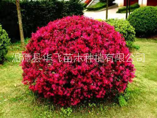 紅花檵木種植技術(shù)-貴州遵義市紅繼木種植基地-貴陽(yáng)苗木場(chǎng)