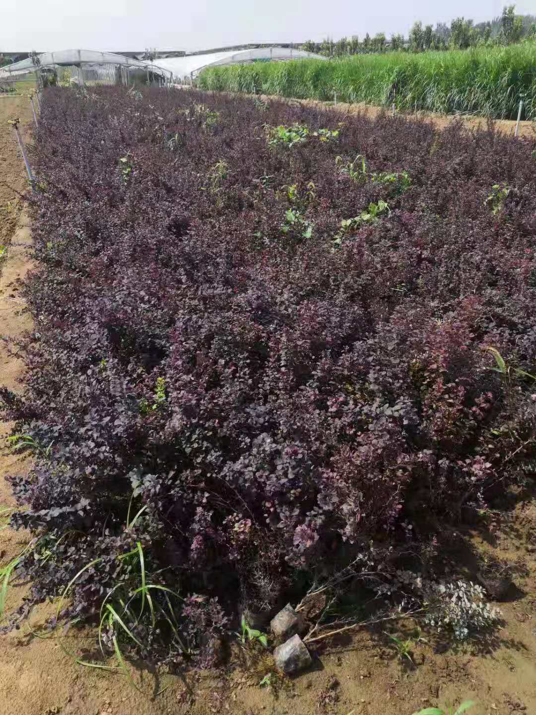 北方紅葉小檗種植基地/臨朐紅葉小檗批發(fā)/紅葉小檗容器苗