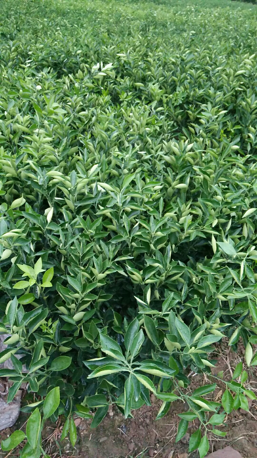 *紅肉臍橙苗基地供應(yīng)商種植多少錢一顆報價電話