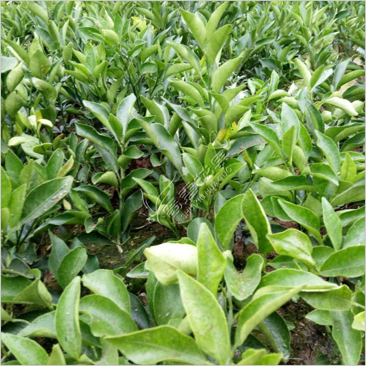 南方沙糖桔樹苗早晚熟金秋砂糖桔苗南北方種植無(wú)核冰糖橘十月桔苗 砂糖橘