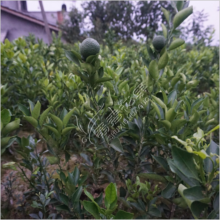 南方沙糖桔樹苗早晚熟金秋砂糖桔苗南北方種植無(wú)核冰糖橘十月桔苗 砂糖橘