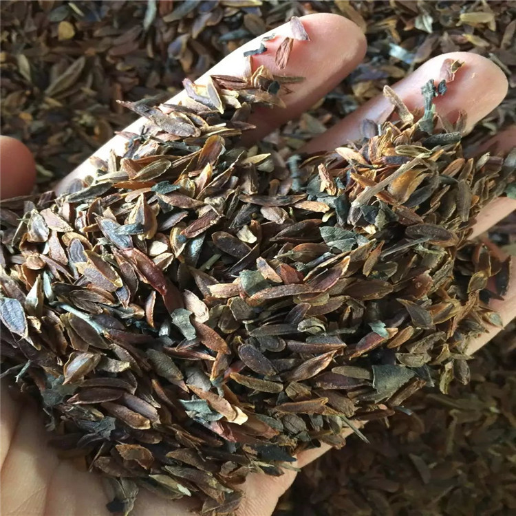 遼寧 紫丁香種子 批發(fā)報價多少錢廠家直銷價格