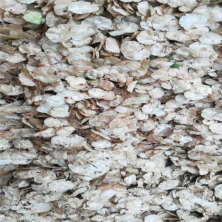 供應(yīng) 中華金葉榆種子 廠家報(bào)價(jià)直銷(xiāo)批發(fā)價(jià)格多少錢(qián)