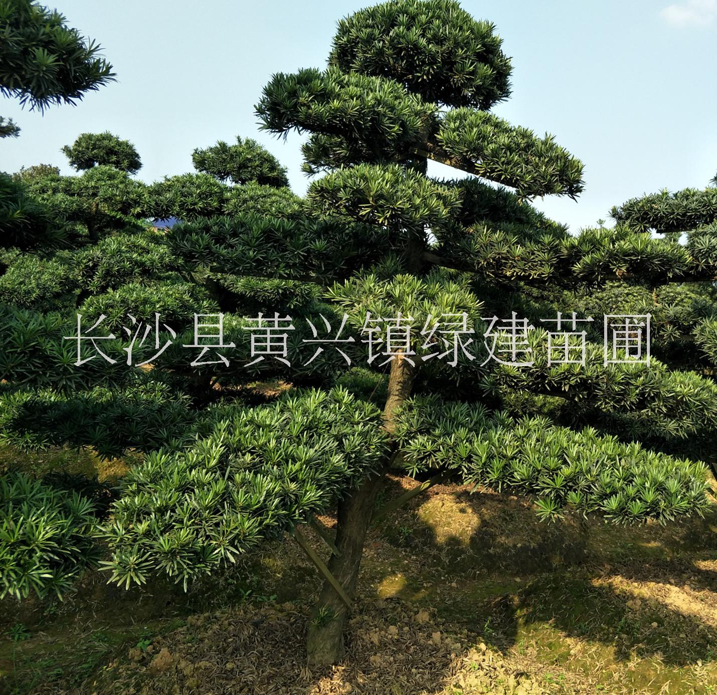 江西上饒市造型羅漢松價(jià)格，造型羅漢松培育基地，羅漢松培育技術(shù)