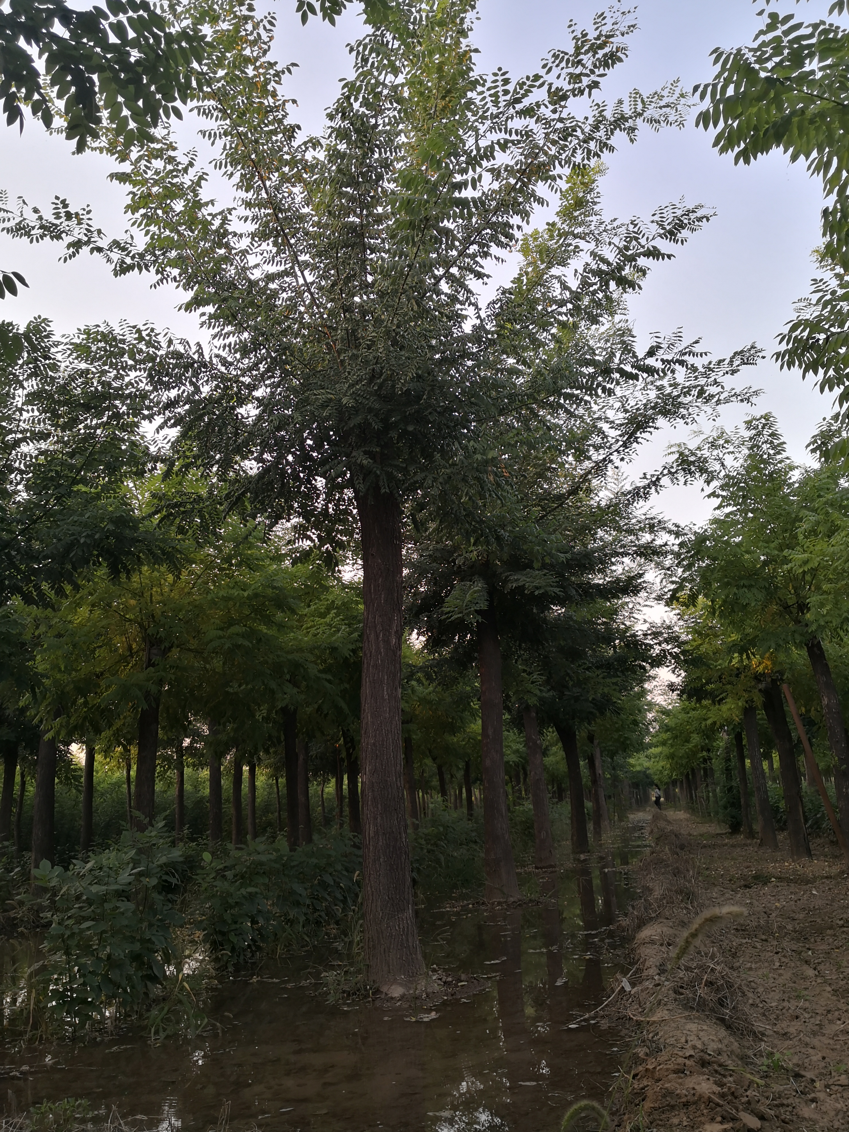 千頭椿種植基地、報(bào)價、批發(fā)【聊城市睿圖園林有限公司】