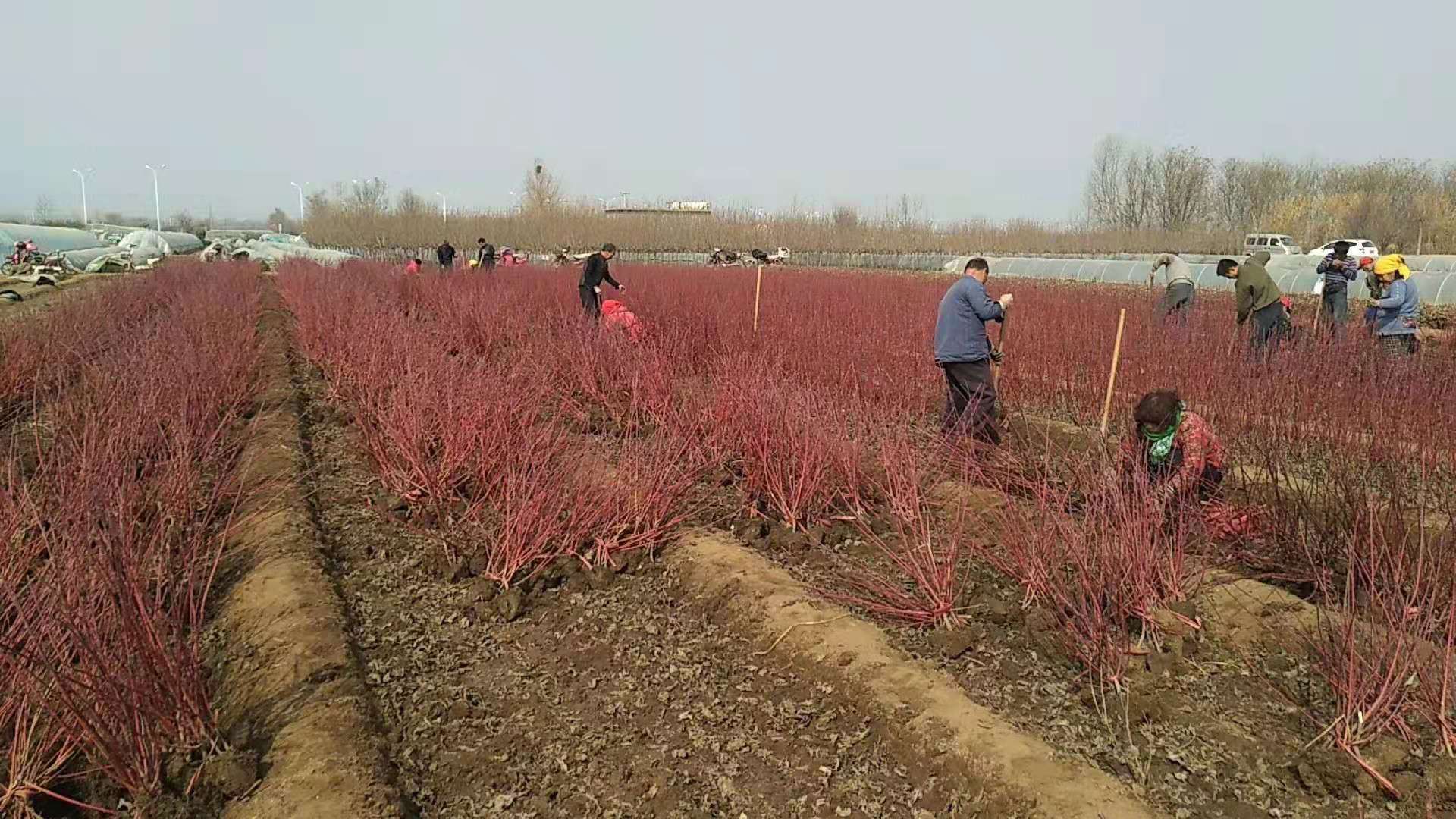 臨朐紅瑞木價(jià)格/臨朐紅瑞木種植基地/臨朐紅瑞木出售