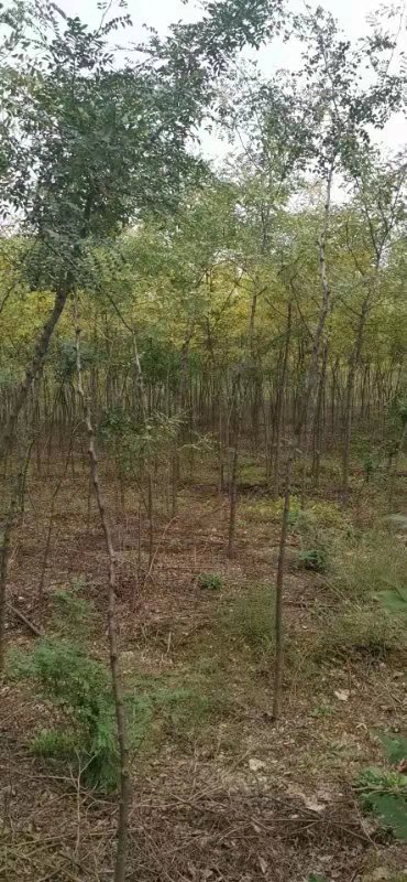皂角批發(fā) 皂莢樹價格 批發(fā)基地