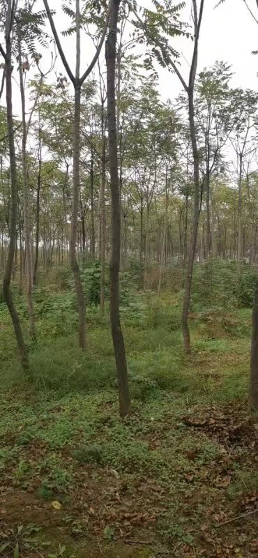 山西運城市臭椿種植基地 椿樹價格 批發(fā)基地 果樹苗批發(fā)