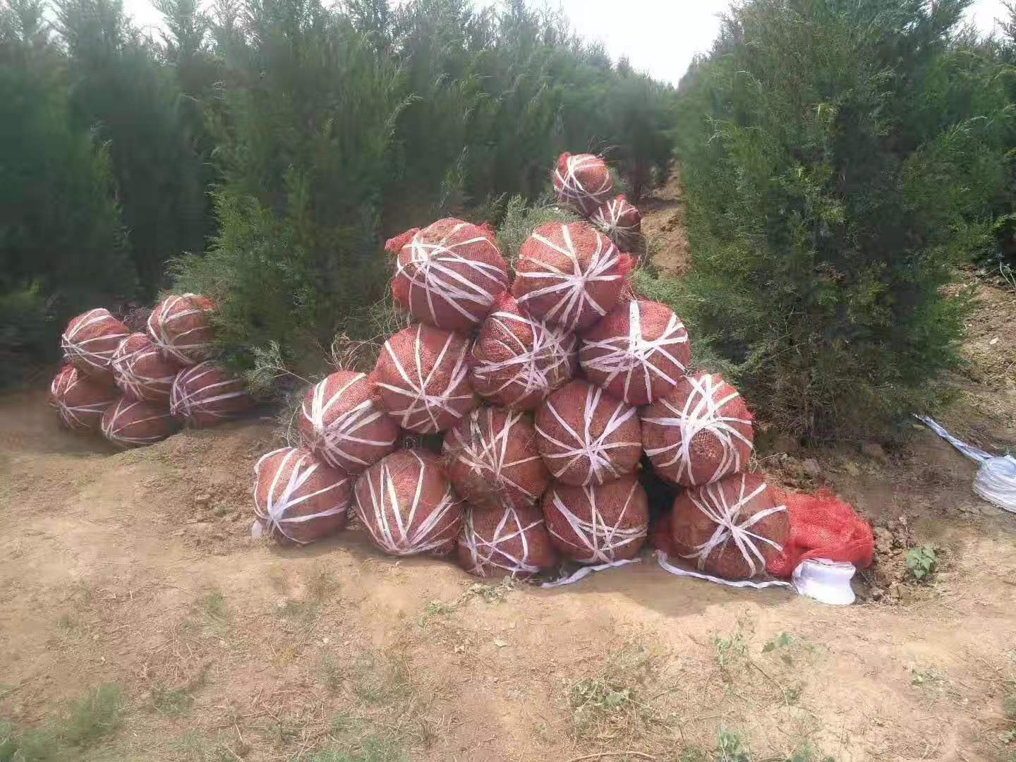 運城市絳縣大量批發(fā)2.5米蜀檜 蜀檜種植基地 各種樹苗供應(yīng)商