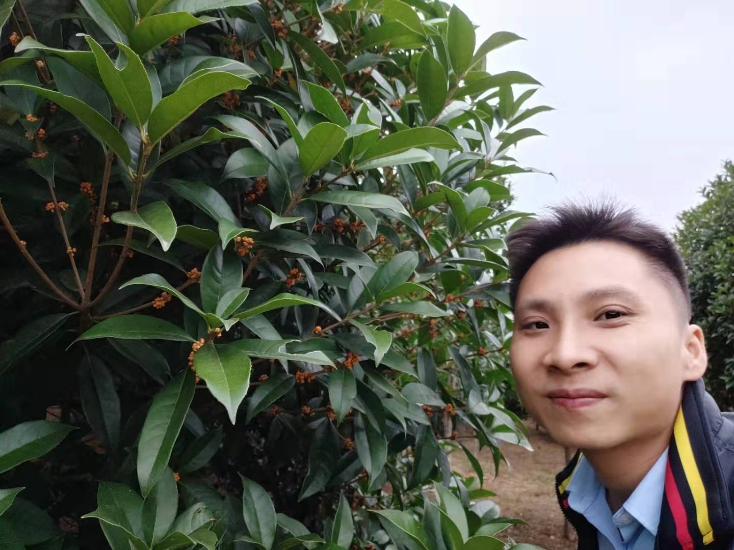 湖南瀏陽市*紅丹桂批發(fā) *紅丹桂種植