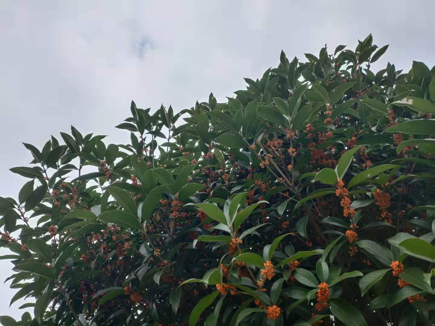 供應(yīng)江蘇狀元*桂 狀元*桂批發(fā) 十月狀元*桂批發(fā)