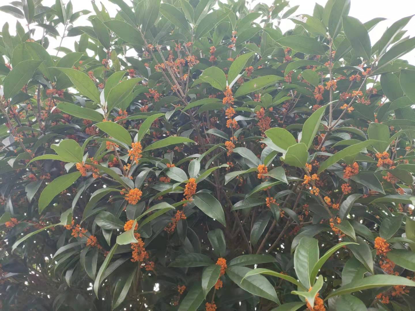 10公分高桿*紅丹桂狀元紅桂花樹(shù)