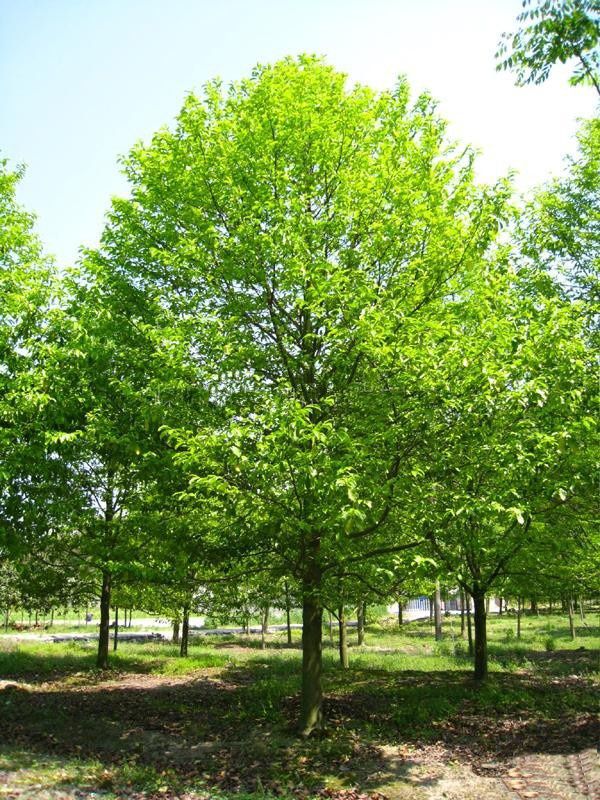 湖南樂昌含笑土球1一1.2米、種植、批發(fā)、價(jià)格【浙江嵊州大樹山園藝農(nóng)場】