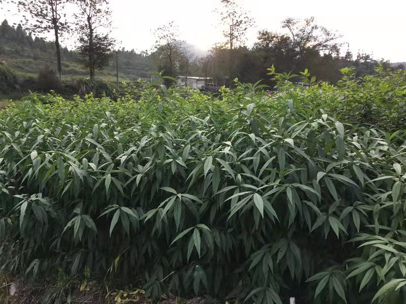 福建油奈、種植、批發(fā)、價格【福建省寧德市古田縣科委名優(yōu)果苗場】