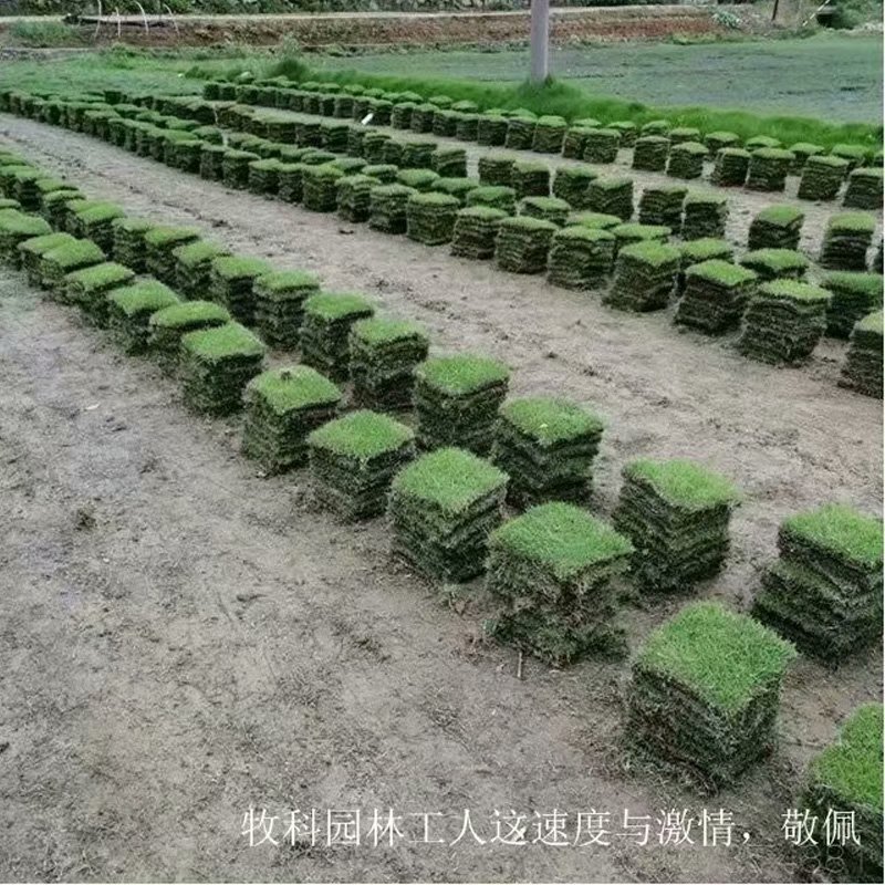 長(zhǎng)沙馬尼拉草皮 湖北馬尼拉草皮